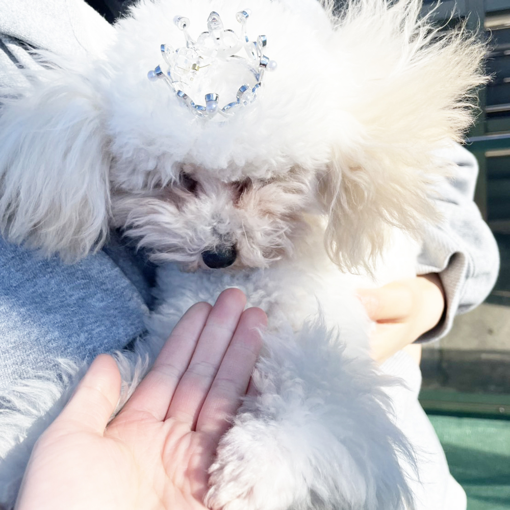 生徒が撮影したモデル犬の写真♪